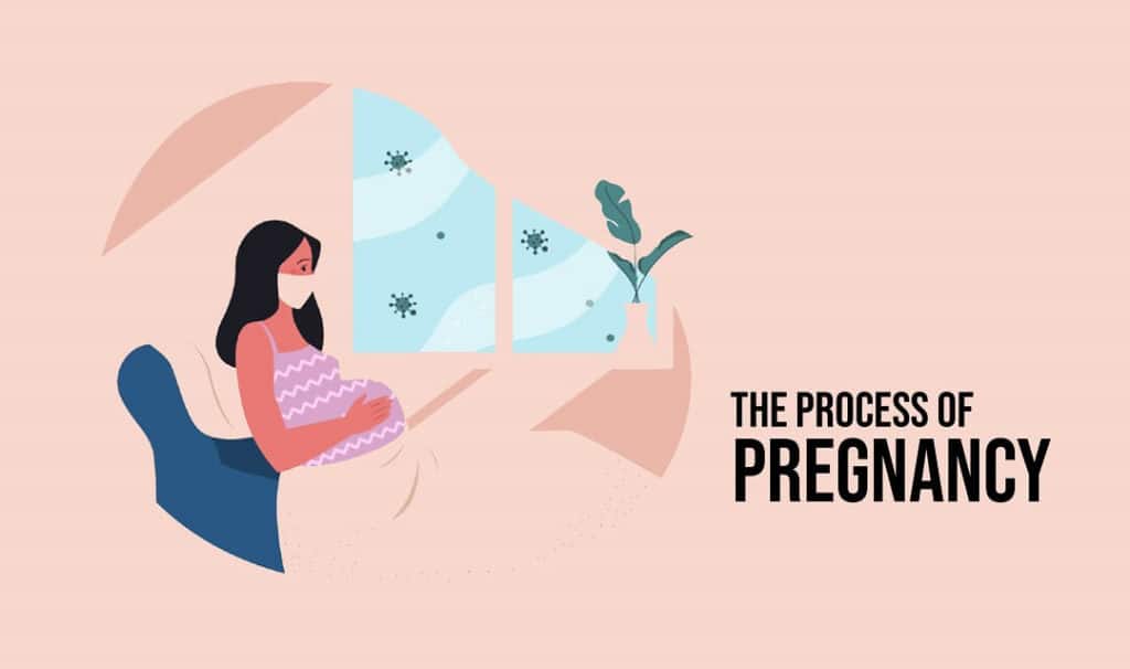 The Process of Pregnancy